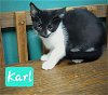 adoptable Cat in perry, GA named Karl