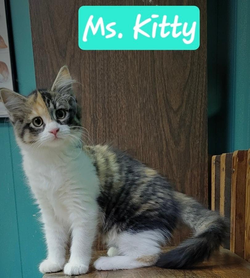 adoptable Cat in Perry, GA named Kitty
