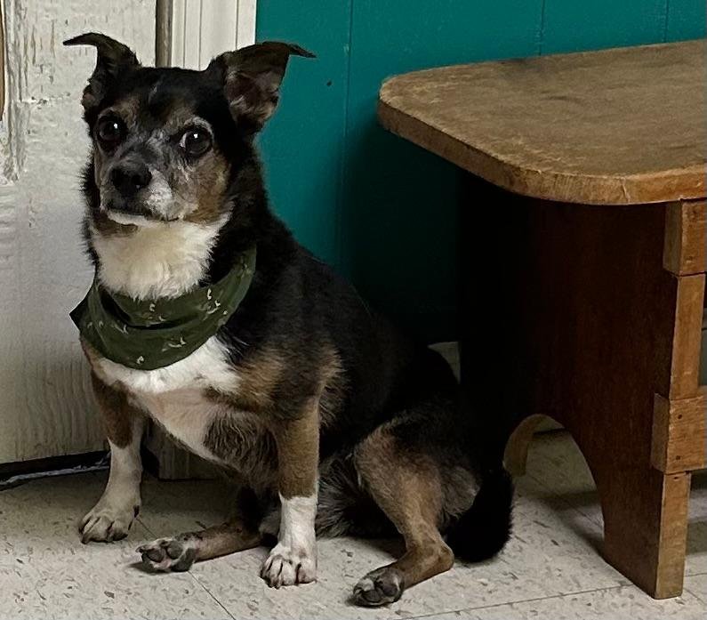 adoptable Dog in Perry, GA named Leo