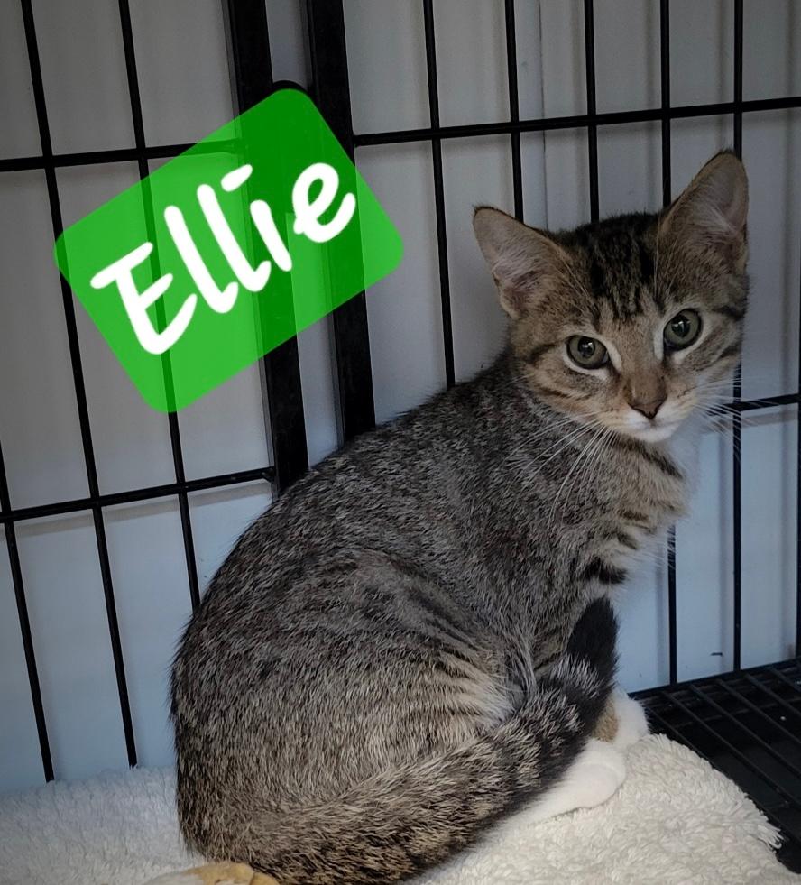 adoptable Cat in Perry, GA named Ellie