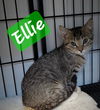 adoptable Cat in Perry, GA named Ellie