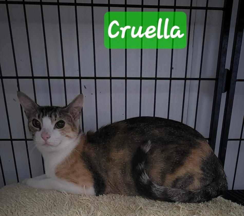 adoptable Cat in Perry, GA named Cruella