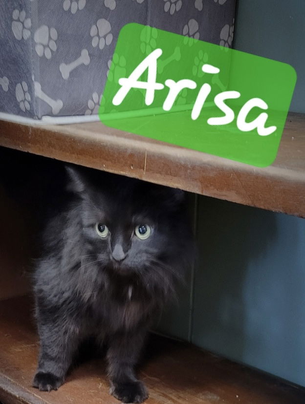 adoptable Cat in Perry, GA named Arisa