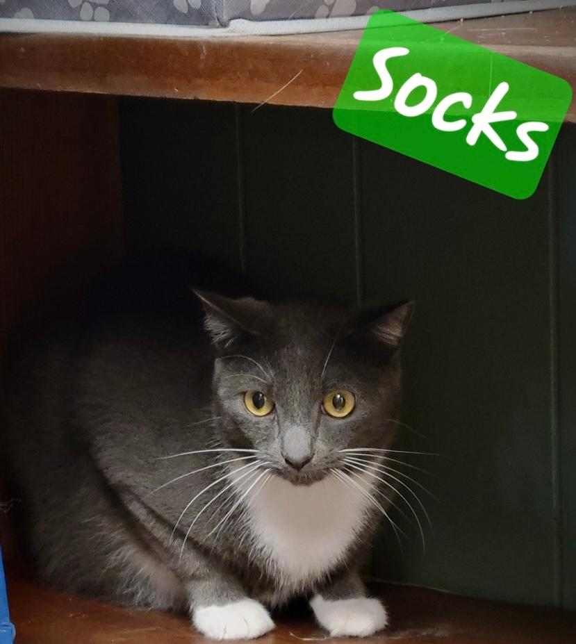 adoptable Cat in Perry, GA named Socks