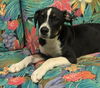 adoptable Dog in Perry, GA named Jeston