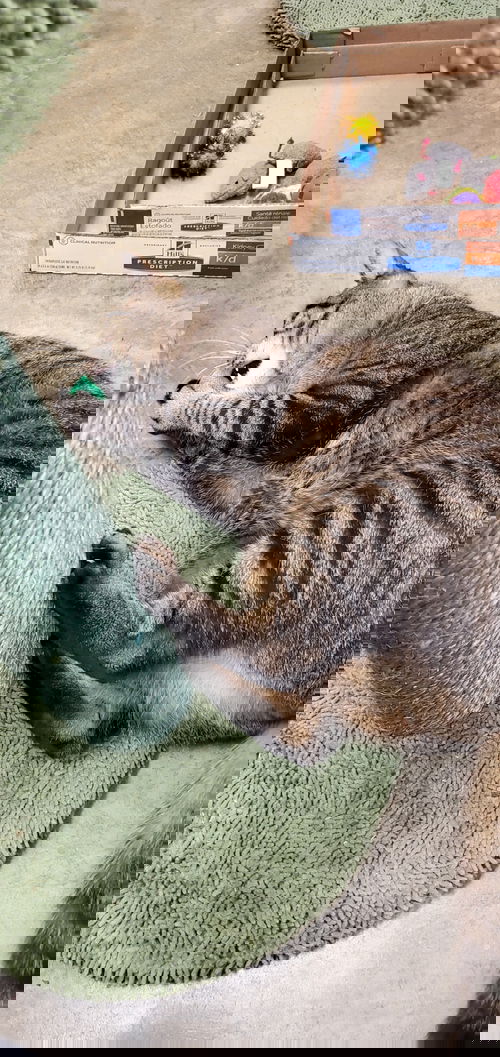 Loki