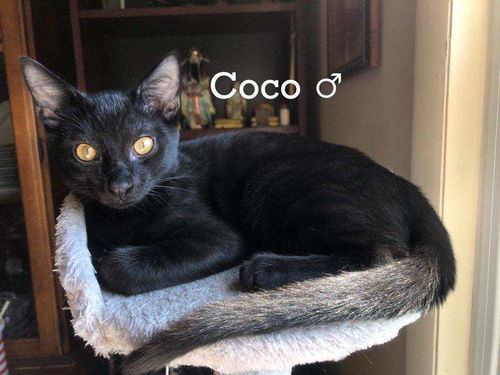 Coco