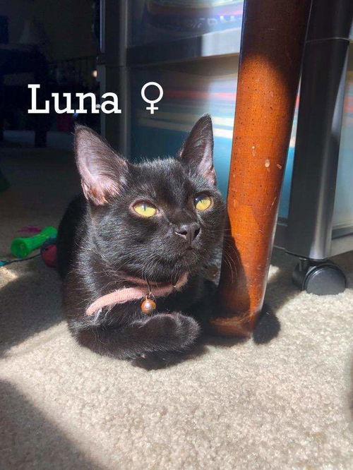 Luna