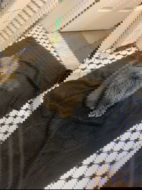 Loki