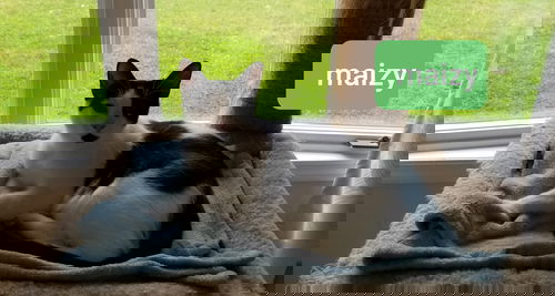 Maizey