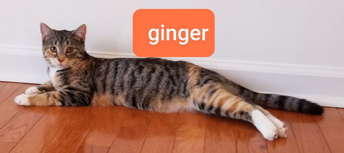 Ginger