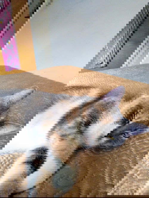 Bella