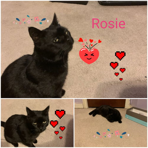 Rosie