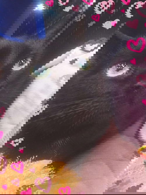 Ebony