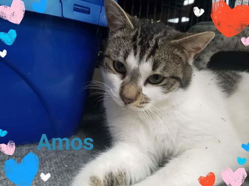 Amos