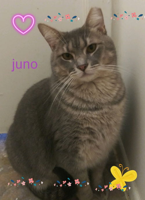 Juno