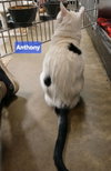 Anthony