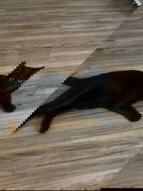 Onyx