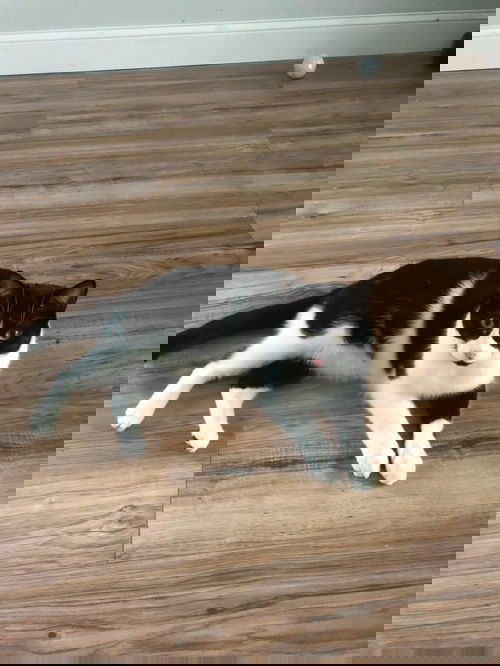 Oreo