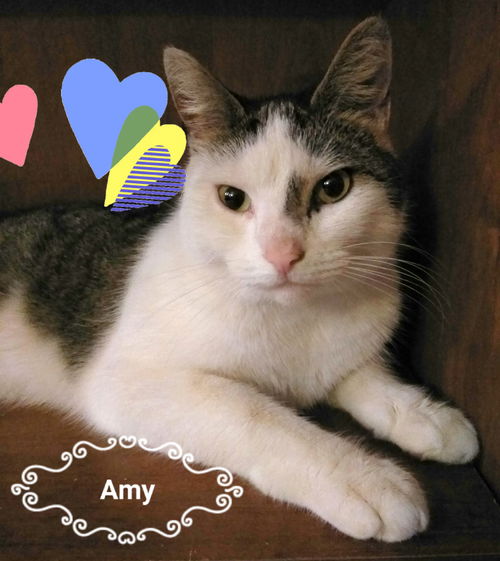 Amy