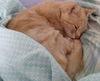 Peaches