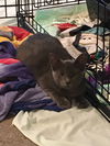 Lady Grey