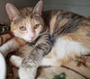 Francine