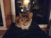 Francine