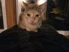Francine