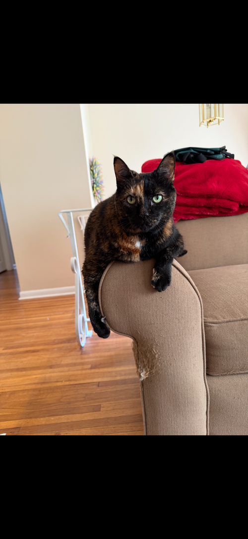 Gracie