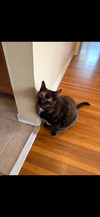 Gracie