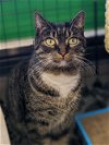 adoptable Cat in philadelphia, PA named Sissy