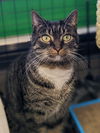 adoptable Cat in adel, IA named Sissy