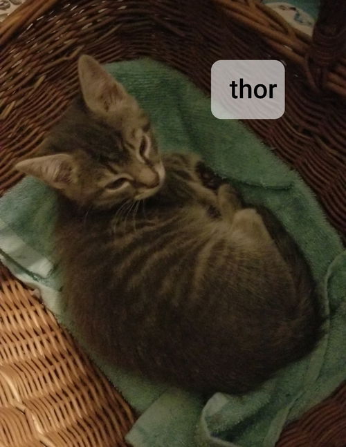 Thor