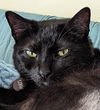 Luna - black 1
