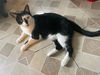 Junior