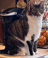 Stella