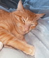 Loki (orange)