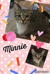 Minnie (Tabby)