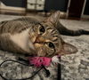 Minnie (Tabby)