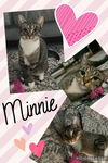 Minnie (Tabby)