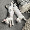 Piglet