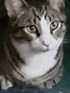 Dori