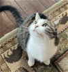 adoptable Cat in adel, IA named Sweetie