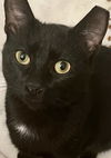 Miso