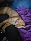 Sammie