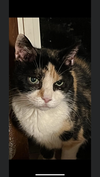 Patches