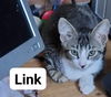 Link