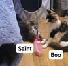 Boo (calico)