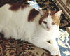 Cream Puff
